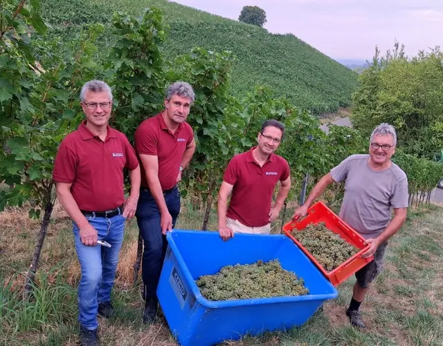 Kellermeister Siegfried Kiefer (v. l.), Geschäftsführer Georg Lehmann, Vorstandsvorsitzender Thomas Wenkert und ehemaliger Vorstand Meinrad Hurst beim Start in die Weinlese | Foto: Gisela Fischer