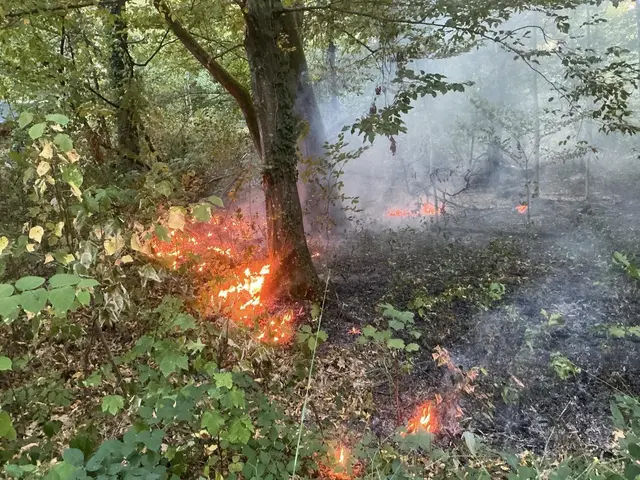 Die Flammen fraßen sich durch Unterholz. Die Feuerwehr bekämpfte das Feuer von mehreren Seiten. | Foto: Feuerwehr Offenburg