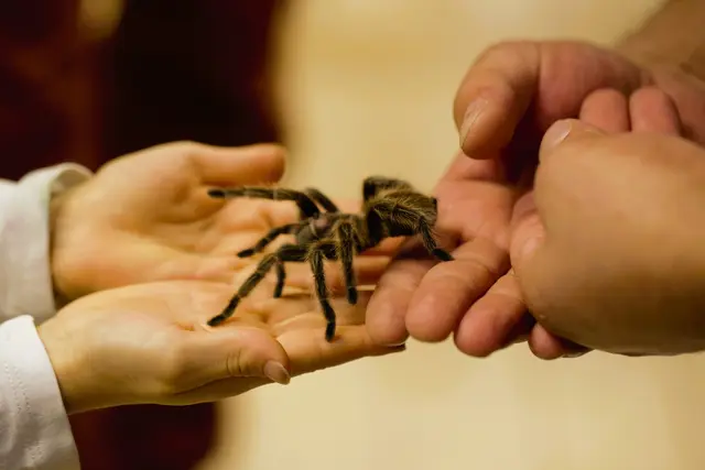 Keine Angst vor großen Krabbeltieren ... | Foto: "Insectophobie"