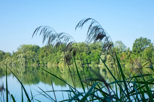 Das Schilf ist am Baggersee Mittelgrund bei Leutesheim zurückgekehrt. | Foto: Stadt Kehl/Norman Mummert