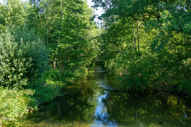 Nach der großangelegten Pflegemaßnahme im Leutesheimer Wald hat sich die Vegetation schneller erholt als erwartet.  | Foto: Stadt Kehl/Norman Mummert