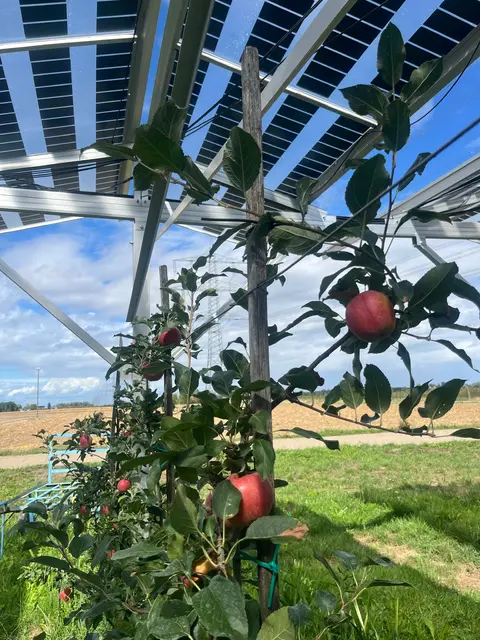 Die Apfelbäume bekommen durch die Agri-PV-Anlage Schatten gespendet. Im Hintergrund ist einen Stromtrasse zu erkennen. | Foto: Abgeordentenbüro Maren Seifert