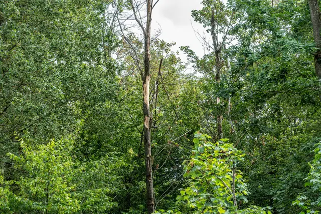 Der Kehler Wald ist ein Mischwald. Verlierer des Hitzesommer ist der Bergahorn. | Foto: Stadt Kehl/Annette Lipowsky