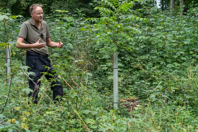 Markus Gutmann, Revierförster im Kehl Wald, vor einem der Setzlinge, die durch Röhren vor Verbiss geschützt werden. | Foto: Stadt Kehl/Annette Lipowsky