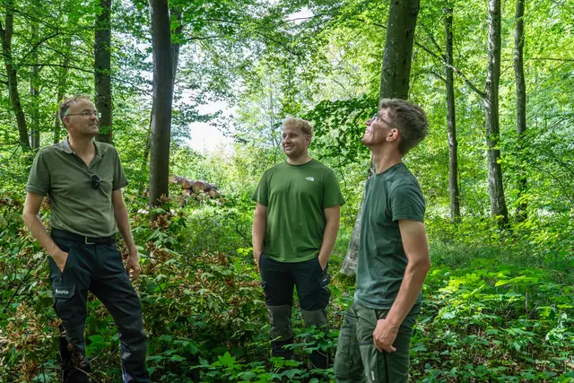 Der Blick nach oben zeigt, welche Bäume unter der Hitze leiden. | Foto: Stadt Kehl/Annette Lipowsky