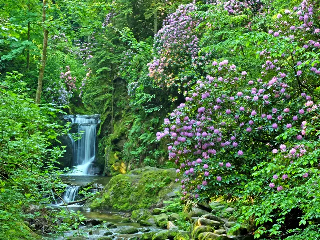 in wahres Schmankerl ist der Bereich des Geroldsauer Wasserfalls bei Geroldsau. Dort findet die jährliche Rhododendronblüte statt. Die großen Rhododendron-Büsche wurden einst vom Baden-Badener Gartenbaudirektor Walter Rieger in den 1950er und 1960er Jahren angepflanzt. Dieses Foto entstand am 25.05.2018. | Foto: Alfred Schramm