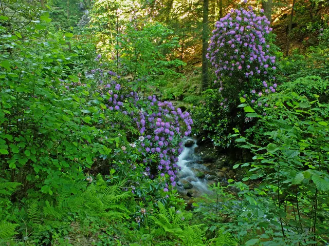 Der Grobach, von herrlichen und großen Rhododendronbüschen umgeben.
Eine Tour durch das Grobachtal lohnt sich und nicht nur zur Rhododendron-Blüte.
  | Foto: Alfred Schramm