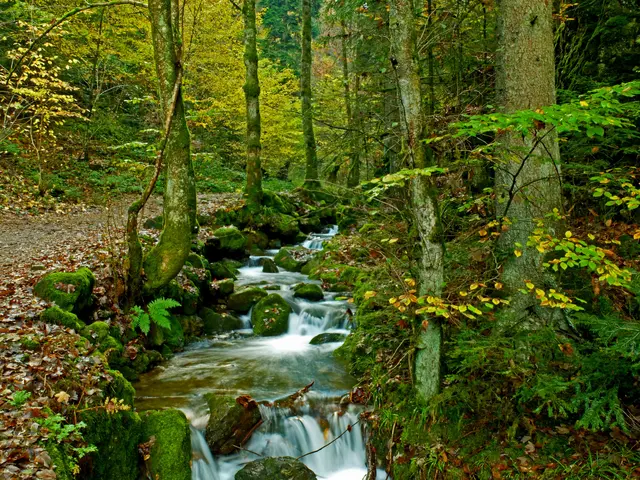 Dieser Pfad führt entlang des Gottschlägbachs zum Einstieg der Wasserfälle.  | Foto: Alfred Schramm