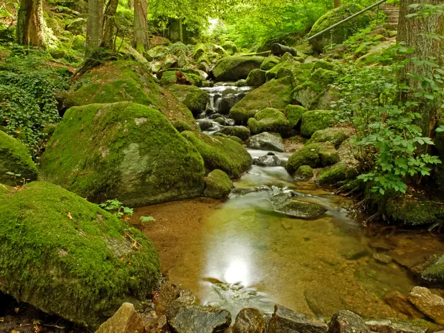 Durch die Gaishöll-Schlucht bei Sasbachwalden. Durch diese felsige Schlucht fließt der Brandbach, vorbei an Granitfelsen, hinunter ins Tal. Diese Aufnahme entstand beim unteren Einstieg. | Foto: Alfred Schramm