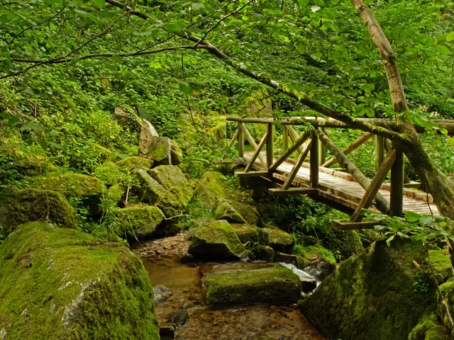 Die Begehung der felsigen, schluchtartigen Landschaft führt entlang des Brandbachs. Nicht über sieben Brücken musst du gehen, wie es in einem Lied von Peter Maffay heißt, sondern über 13 Brücken und ca. 225 Stufen entweder die Schlucht hinauf oder hinab laufen.  | Foto: Alfred Schramm
