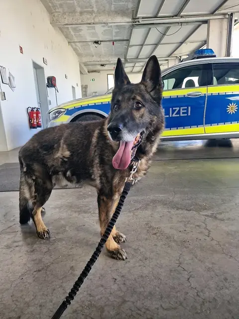 Dieser entlaufene Schäferhund wurde schnell wieder von seiner Besitzerin in Empfang genommen. | Foto: Polizei Offenburg