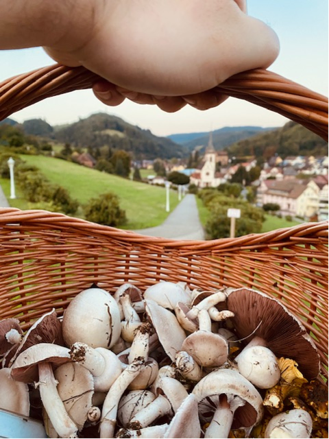 Frisch gesammelt Pilze | Foto: Schloßer
