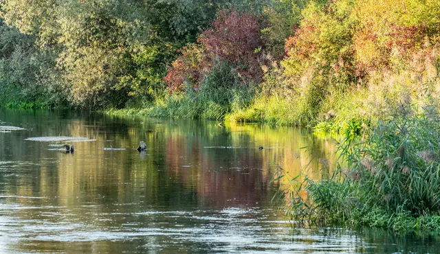 Der Sundheimer Grund in Kehl ist ein ganz besonderes Schutzgebiet. | Foto: Stadt Kehl/Annette Lipowsky