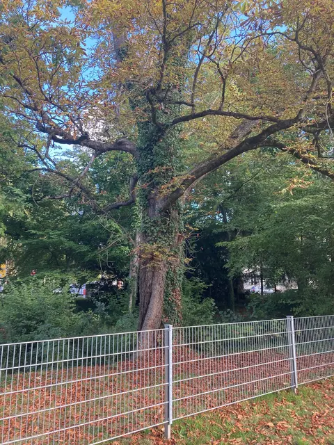 Kastanie im Werderpark Lahr | Foto: Stadt Lahr