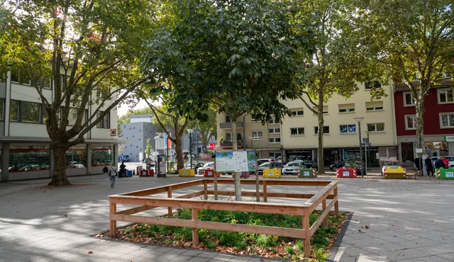 Die vor drei Jahren auf dem Kehler Marktplatz gepflanzten Kastanien haben ideale Bedingungen. | Foto: Stadt Kehl/Annette Lipowsky