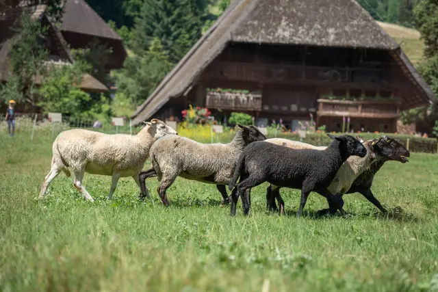 Schäferaktionstag: Die Besucher des Freilichtmuseums Vogtsbauernhof erwartet am 26. April Informationen und Aktionen rund um die Themen Wollgewinnung und –verarbeitung.  | Foto: Schwarzwälder Freilichtmuseum Vogtsbauernhof, Hans-Jörg Haas