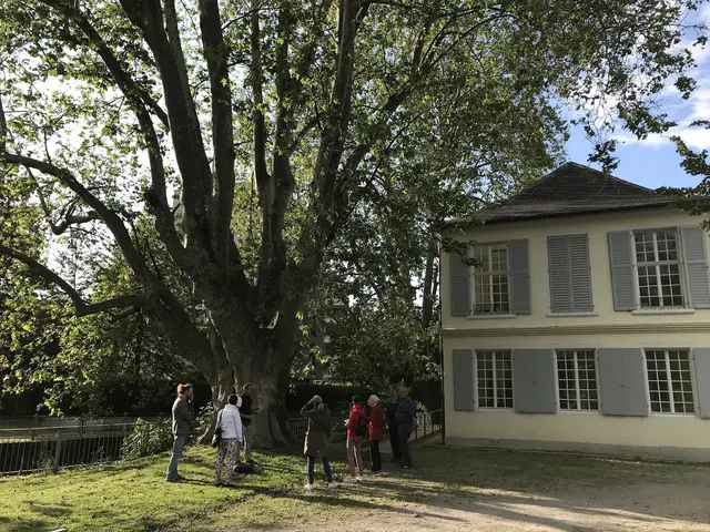 Stadtführung Baumschätze Offenburgs | Foto: Dr. Valerie Schoenenberg