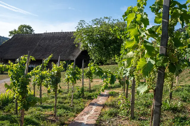Spaziergang durch den Weinberg: Weinguide Carolin Buß führt am 23. August durch den Museumsweinberg beim Ortenauhaus und gibt Einblicke in den Weinbau in der Ortenau. | Foto: Schwarzwälder Freilichtmuseum Vogtsbauernhof, Tamara Vogt