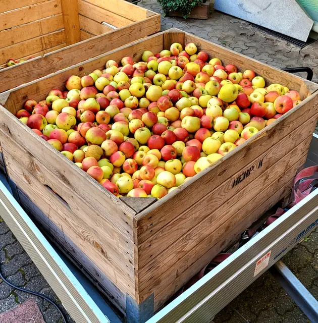 Beim Mostfest am Samstag, 10.10.2026, in Zell a. H. gibt’s wieder frisch gepressten Apfelsaft. | Foto: Fasendgemeinschaft Neuhausen