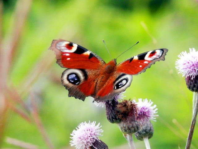 Tagpfauenauge | Foto: Jan Wiesenfarth