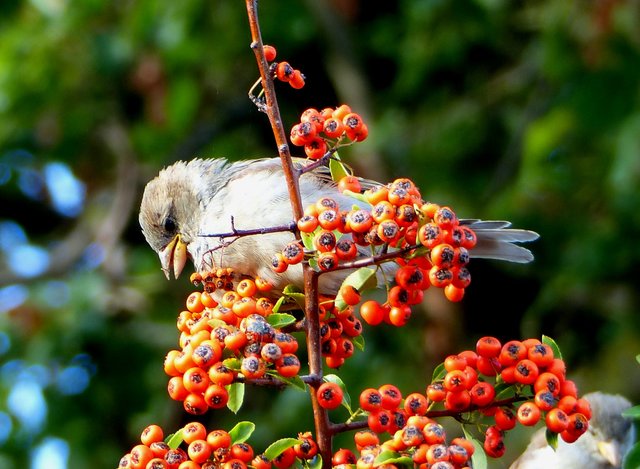 Für den Fink reichlich Auswahl.
