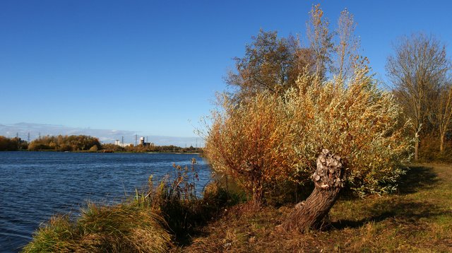 Kopfweiden am Rhein