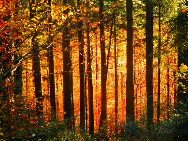 Der Herbst von seiner schönsten Seite. Aufgenommen in Wittelbach. | Foto: Jan Wiesenfarth