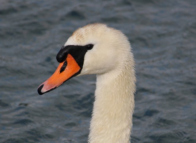 Neugieriger Schwan bei Nonnenweier | Foto: (c) Salome Fricker
