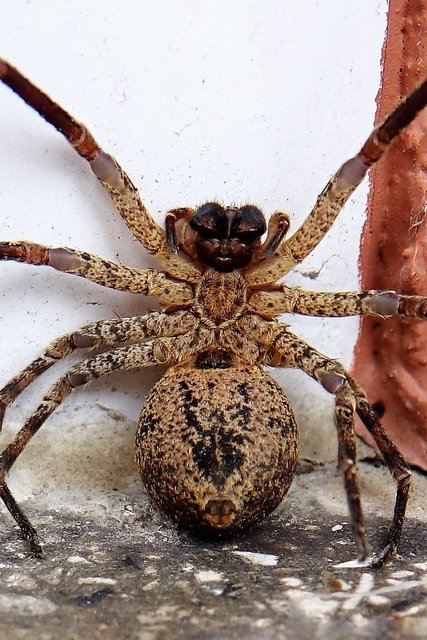 an der Haustüre: Neue Empfangsdame