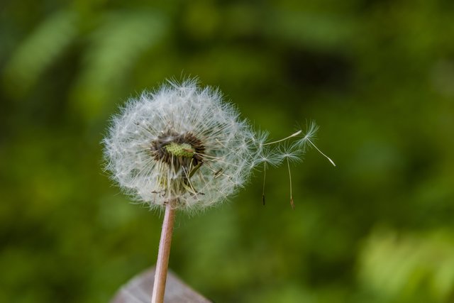 "Vom Winde verweht...."