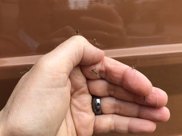 außer denen gab es noch viele mehr  | Foto: Manuela Meier 