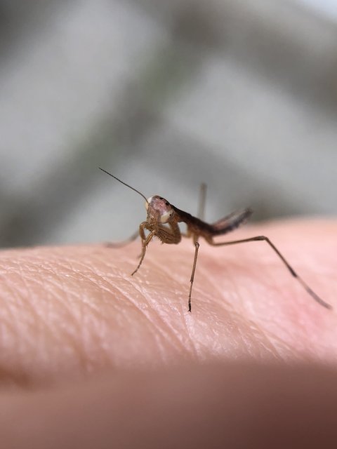 Mantis religiosa  | Foto: Manuela Meier