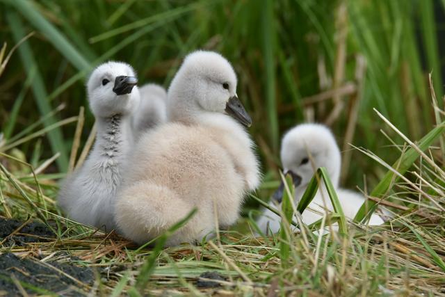 Schwanenküken bei Legelshurst