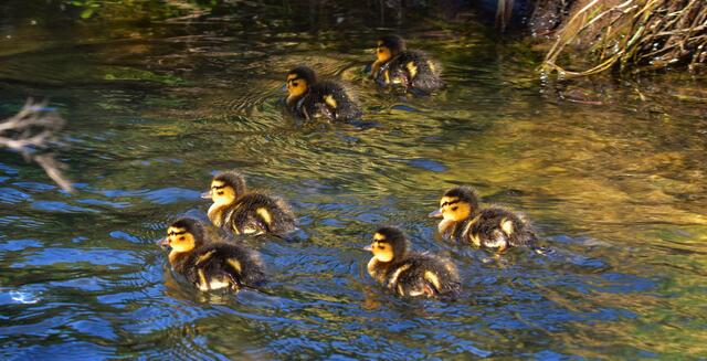 Im Ettenbach sind wieder kleine Enten