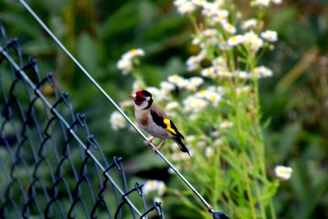Heute zu Gast in meinem Garten!
