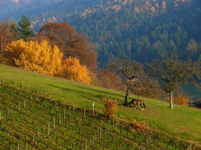 Foto: Alfred Schramm