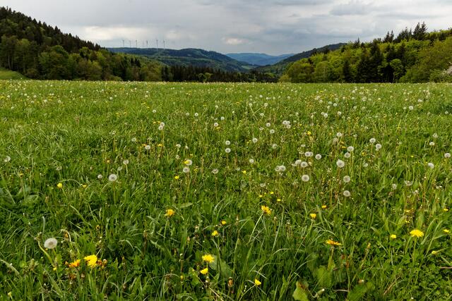 Freiamt: Blick vom "Wanderparkplatz Pfingsteck" ins Schuttertal