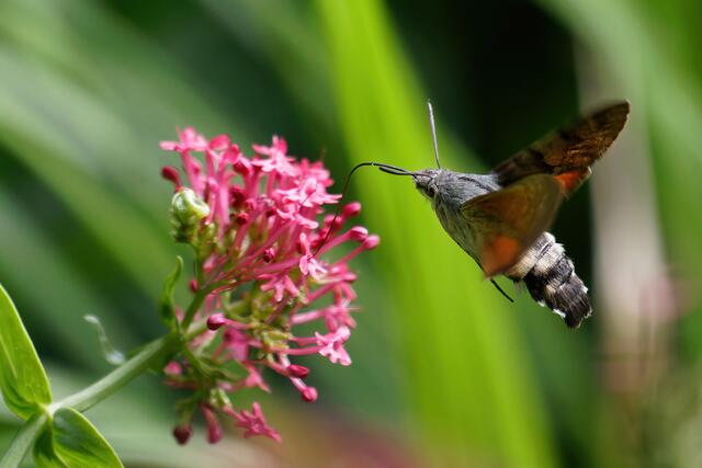 Hastig, hastig umherschwirrend im Park am Kurhaus Freiamt