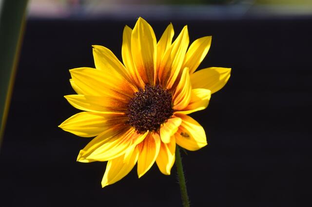 Hab Sonne im Herzen .....