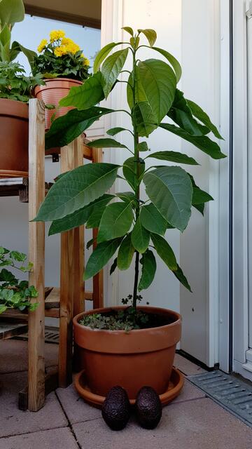 Aus dem Kern gezogen im Frühjahr 2021