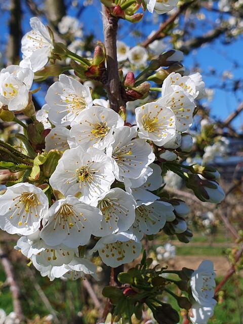 Der Frühling und somit die Obstblüte ist da. | Foto: Tanja Franz 