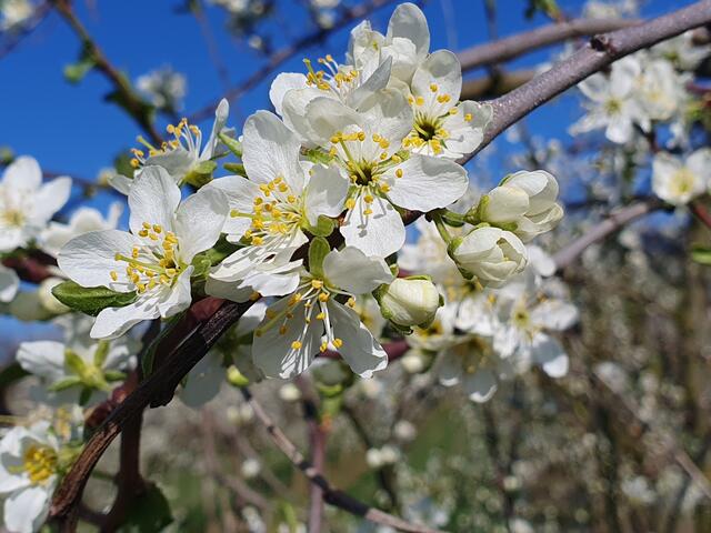 Das Renchtal wird langsam weiß  | Foto: Tanja Franz 