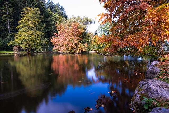 Herbstlicher Haslacher Waldsee | Foto: HS FOTO
