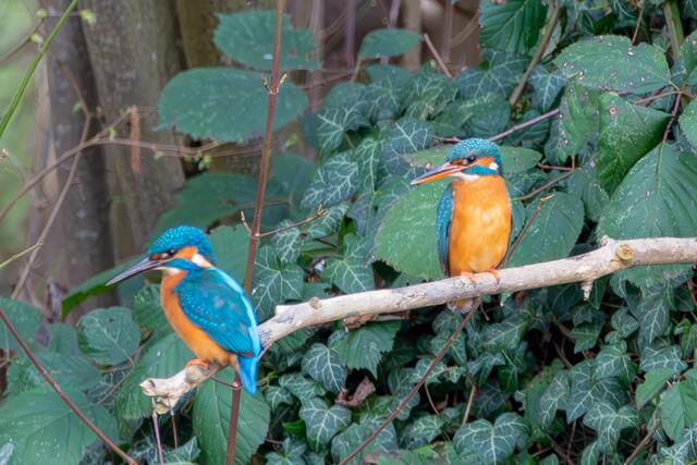 Eisvogel-Pärchen auf einem Ast, links das Männchen mit dem dunklen/schwarzen Schnabel, rechts das Weibchen mit hellem Schnabel. | Foto: HS FOTO