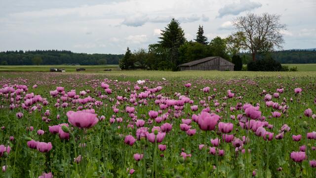 Schlafmohn bei Forchheim - Kaiserstuhl | Foto: HS FOTO