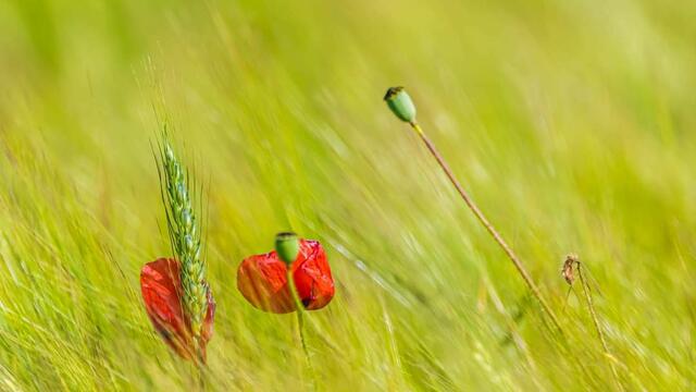 Farbtupfer im Getreidefeld | Foto: HS FOTO