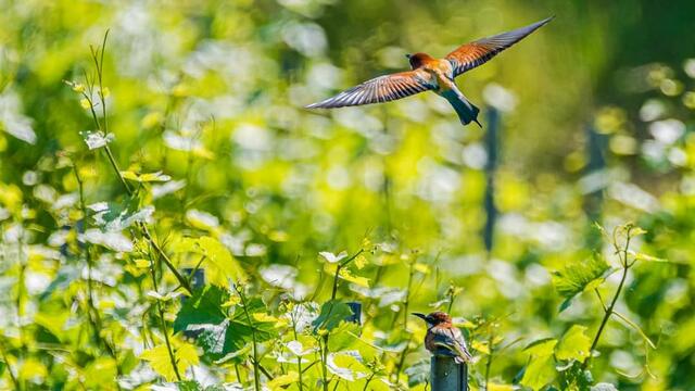 Bienenfresser in den Reben | Foto: HS FOTO