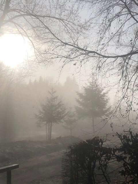 Dieses Foto entstand am Sonntagnachmittag, 19.01.2025. Spaziergang vom nebeligen Offenburg über den Pfaffenbach auf die Kornebene. Kurz vor 15:30 Uhr kämpfte sich die Sonne für kurze Zeit durch.