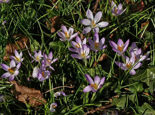 Wildkrokusse als erste Frühlingsboten stimmen uns auf das Frühjahr ein. | Foto: Alfred Schramm