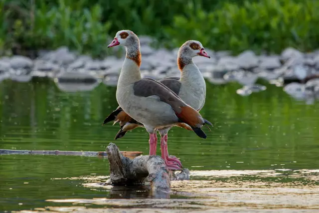 Die Kinzig, hier bei Biberach, haben die beiden Nilgänse aufmerksam im Blick